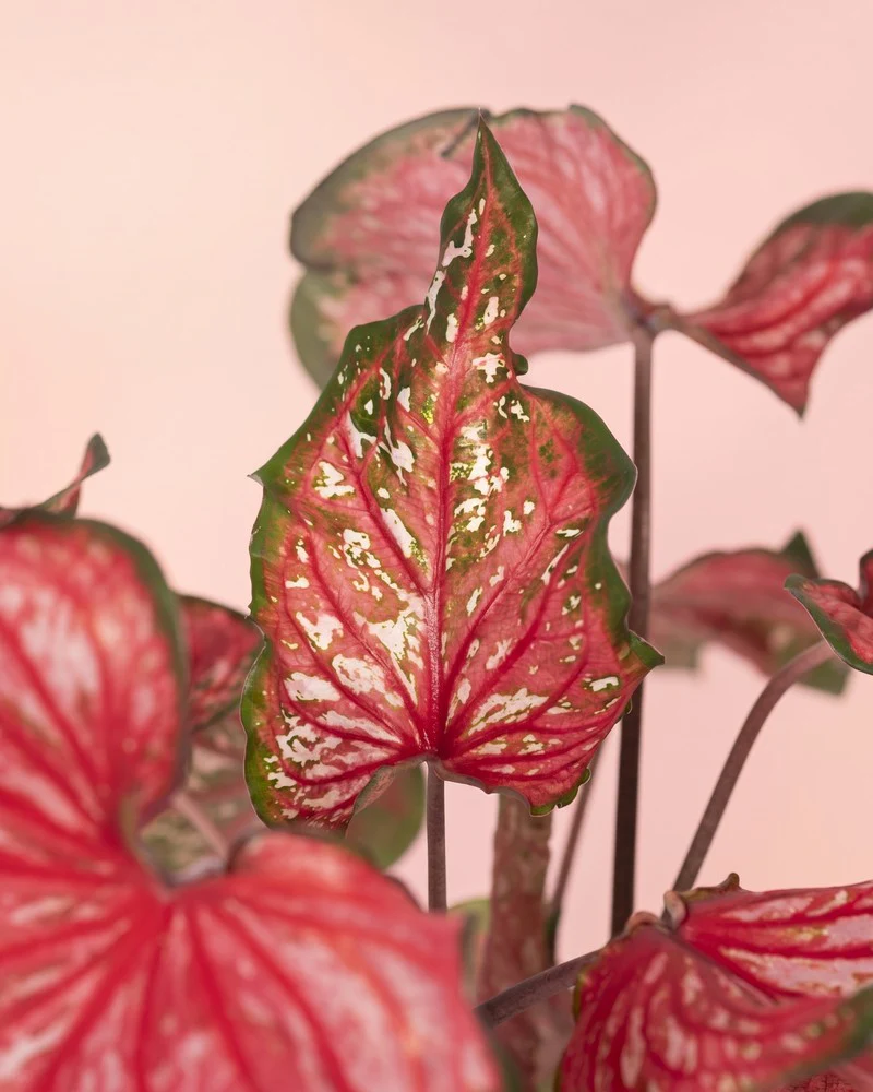 Caladium 'Pink Panther' - Image 10