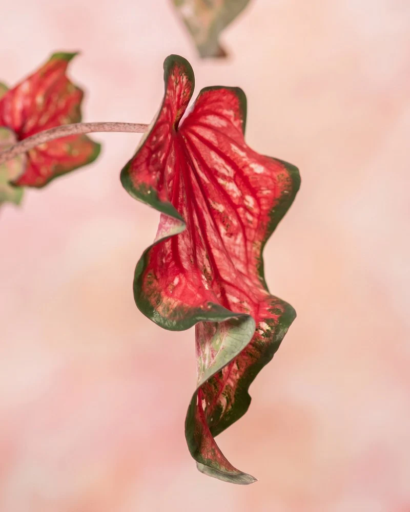 Caladium 'Pink Panther' - Image 11