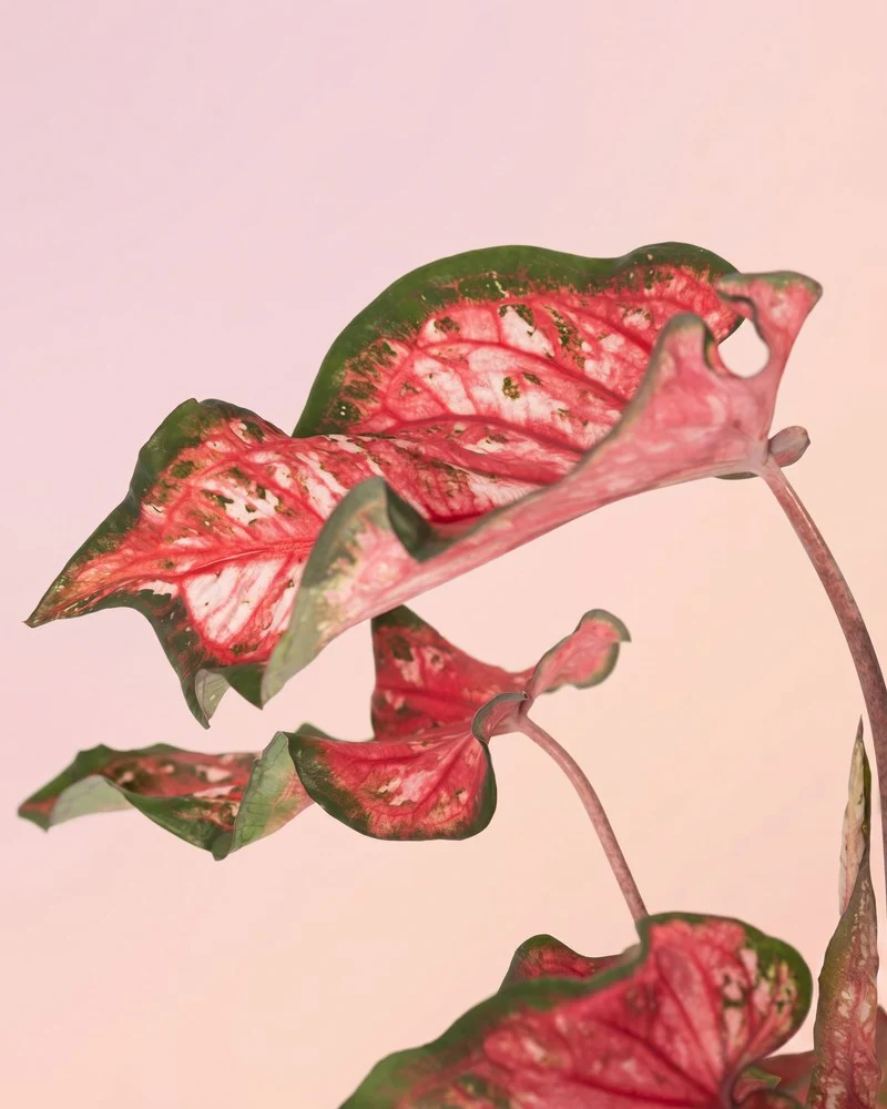 Caladium 'Pink Panther' - Image 12