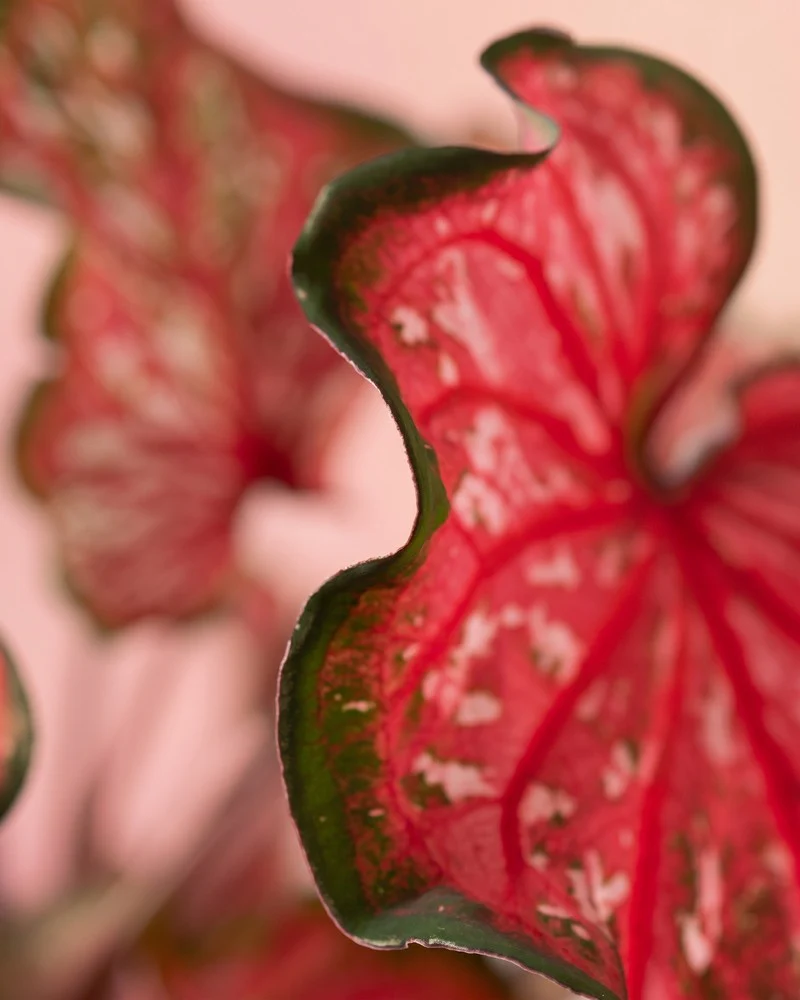 Caladium 'Pink Panther' - Image 13