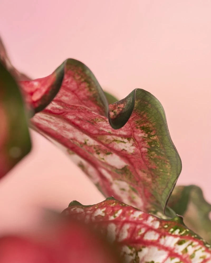 Caladium 'Pink Panther' - Image 14