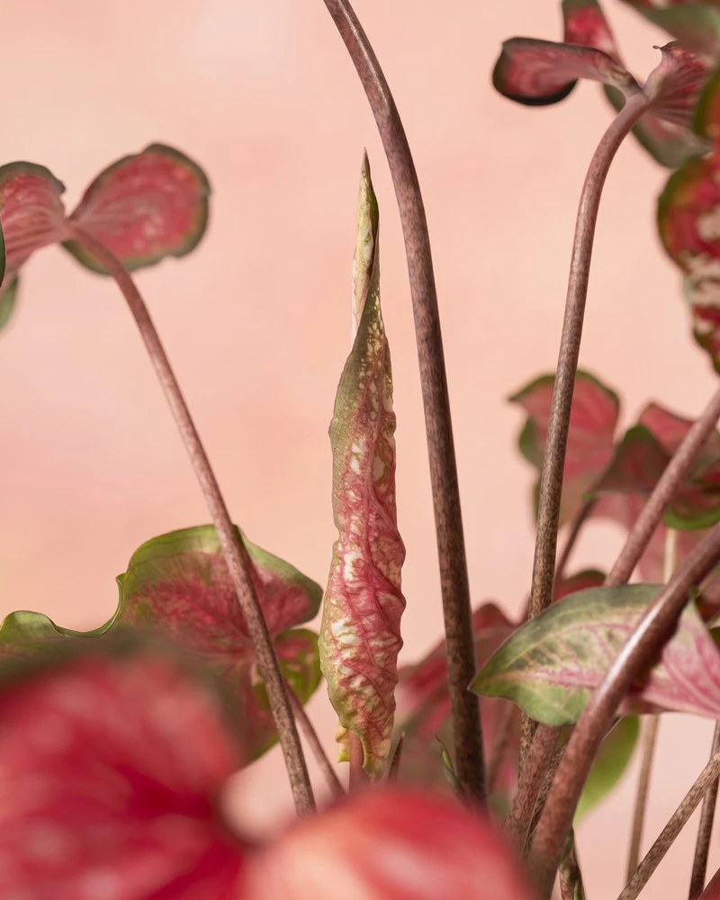 Caladium 'Pink Panther' - Image 15