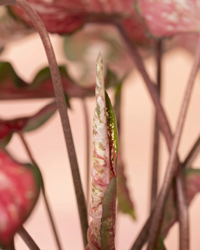 Caladium 'Pink Panther' - Image 16