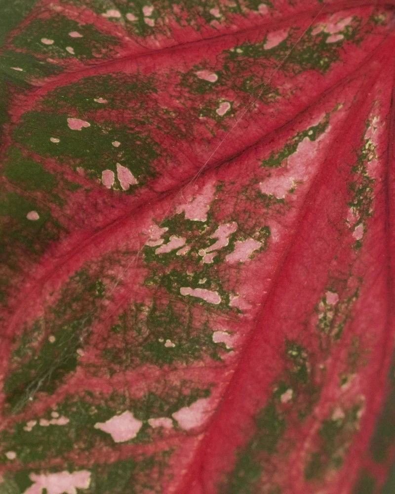 Caladium 'Pink Panther' - Image 17