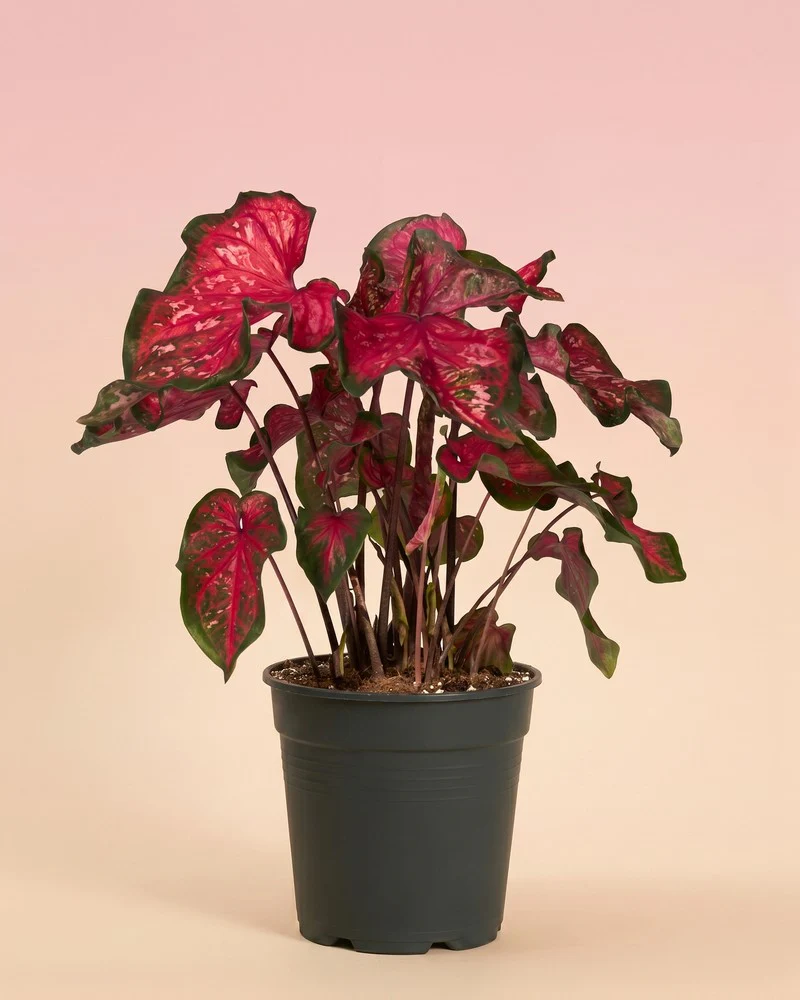 Caladium 'Pink Panther' - Image 3