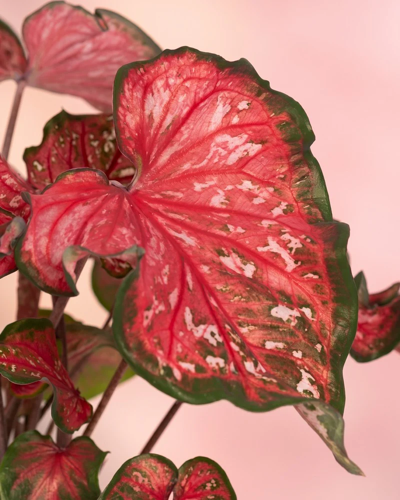 Caladium 'Pink Panther' - Image 4