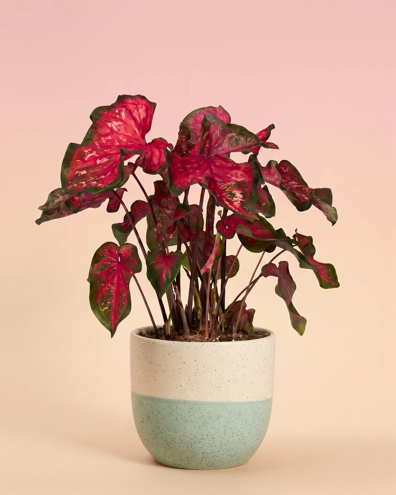 Caladium 'Pink Panther' - Image 5