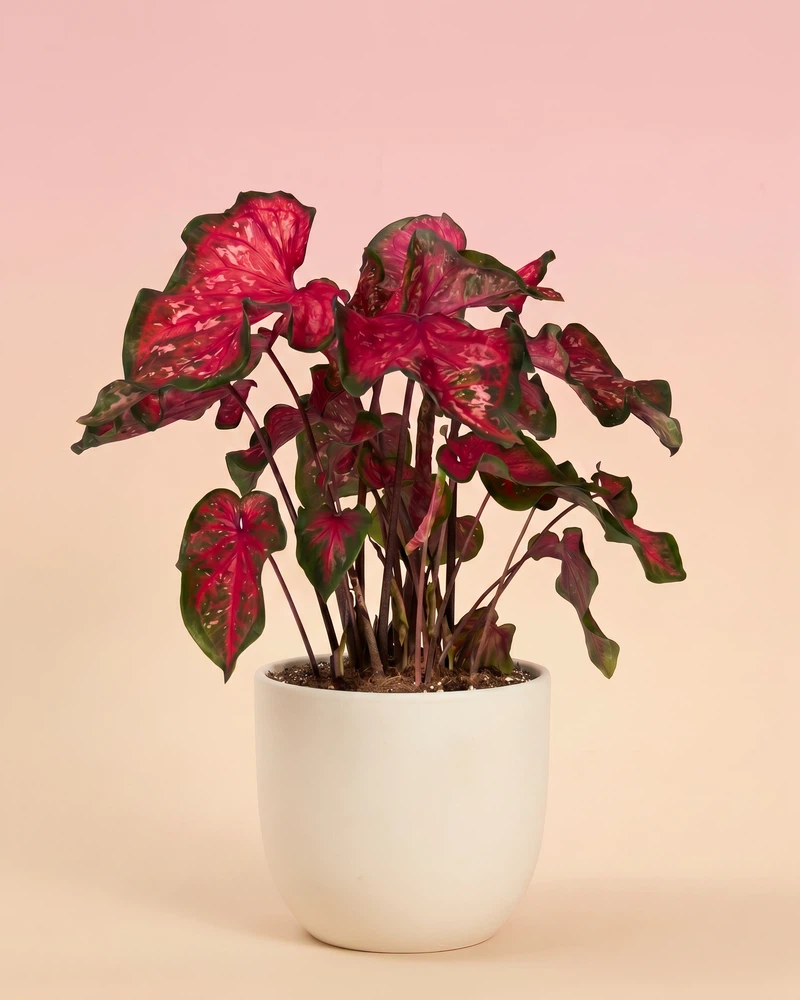 Caladium 'Pink Panther' - Image 6