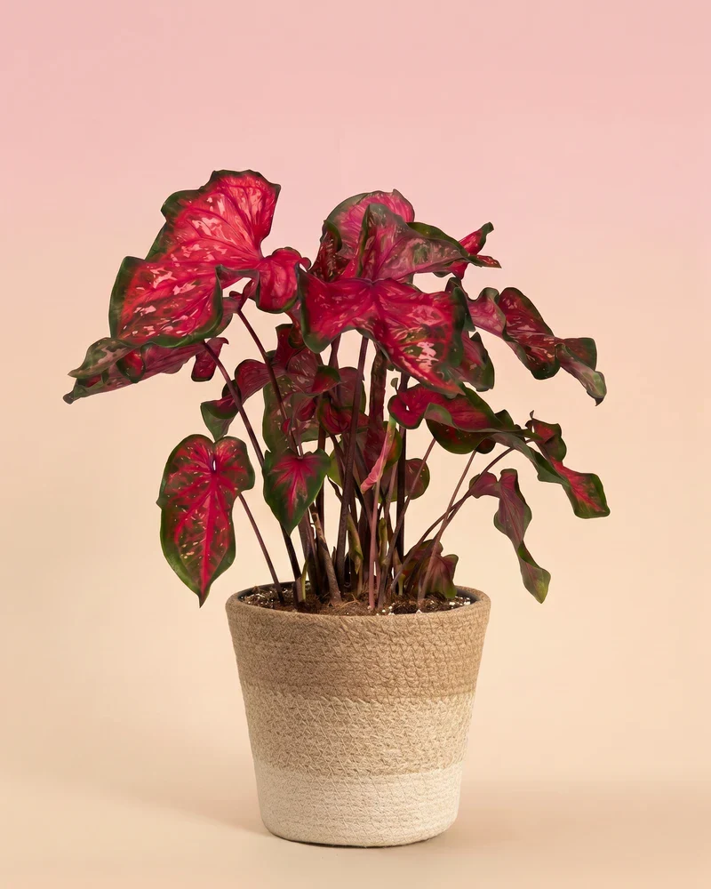 Caladium 'Pink Panther' - Image 7