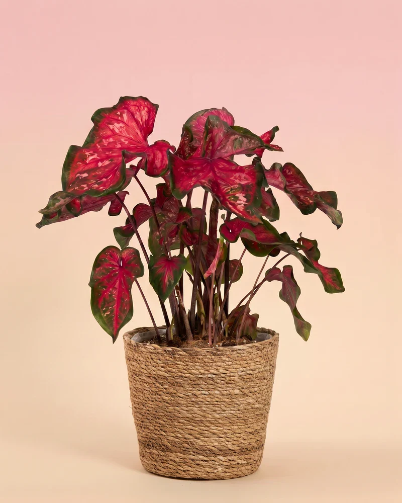 Caladium 'Pink Panther' - Image 9