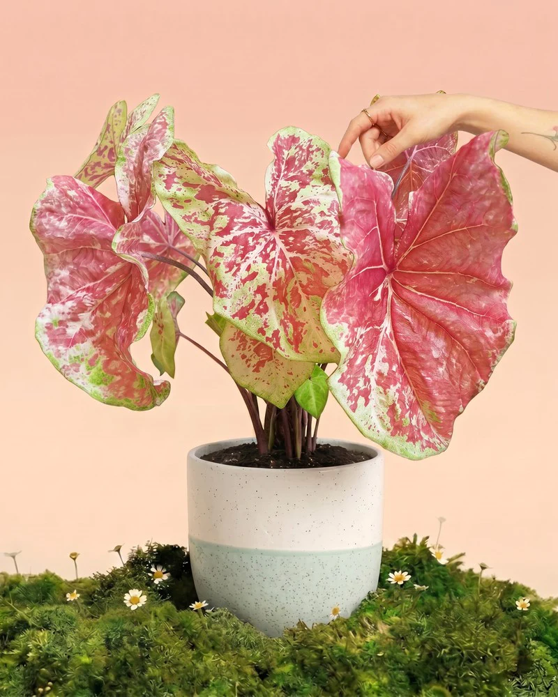 Caladium 'Raspberry Moon'