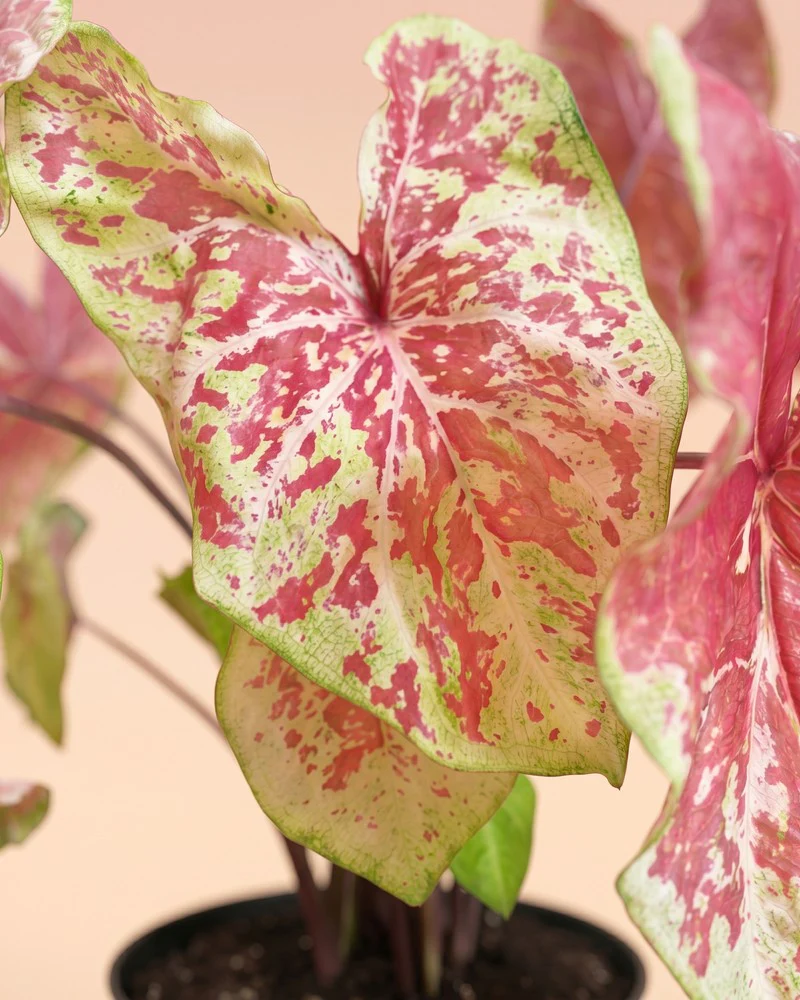 Caladium 'Raspberry Moon' - Image 10