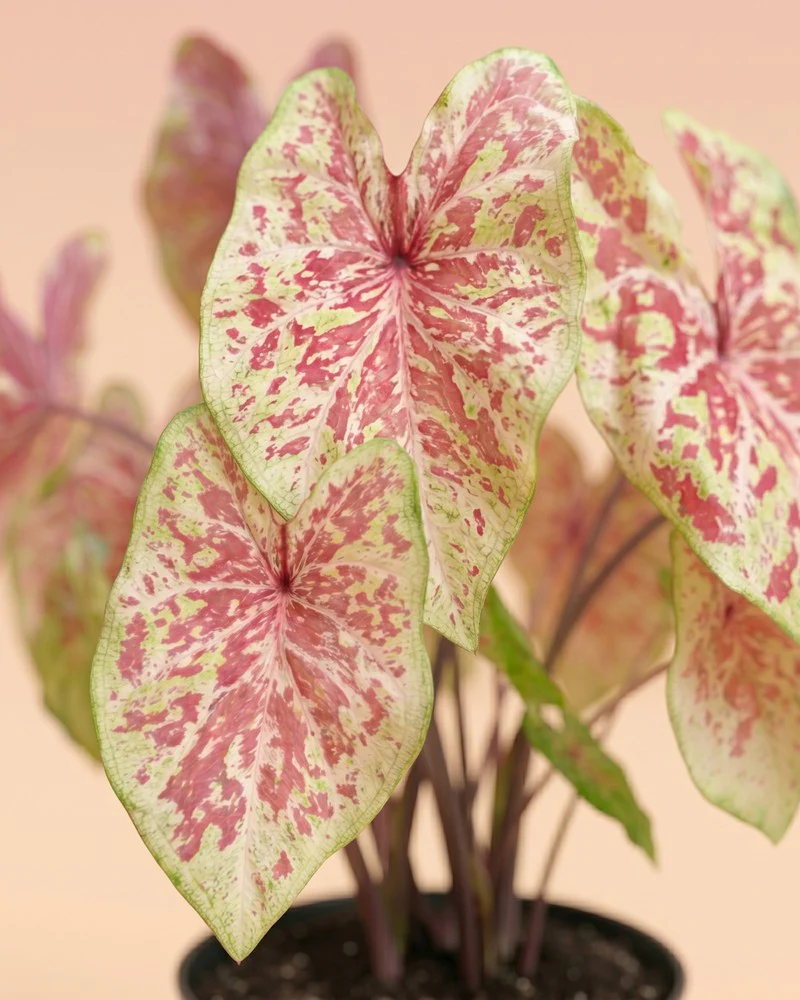 Caladium 'Raspberry Moon' - Image 11