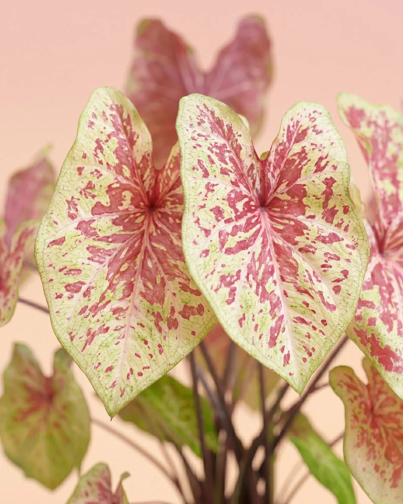 Caladium 'Raspberry Moon' - Image 12