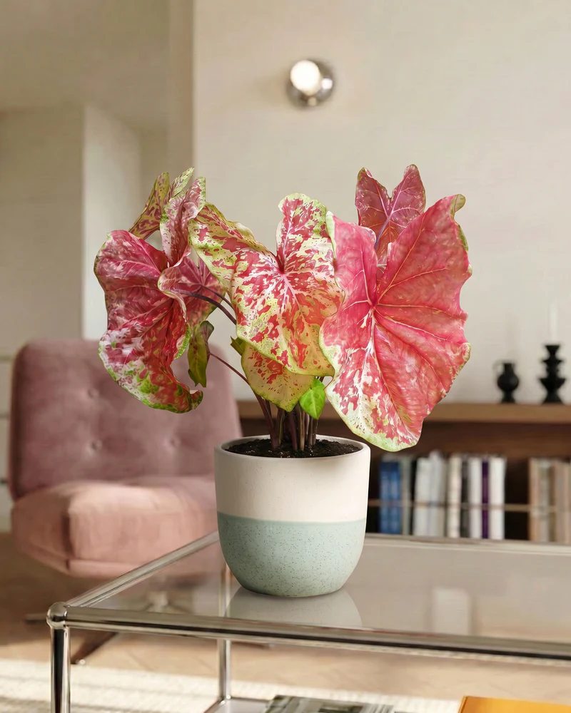 Caladium 'Raspberry Moon' - Image 13
