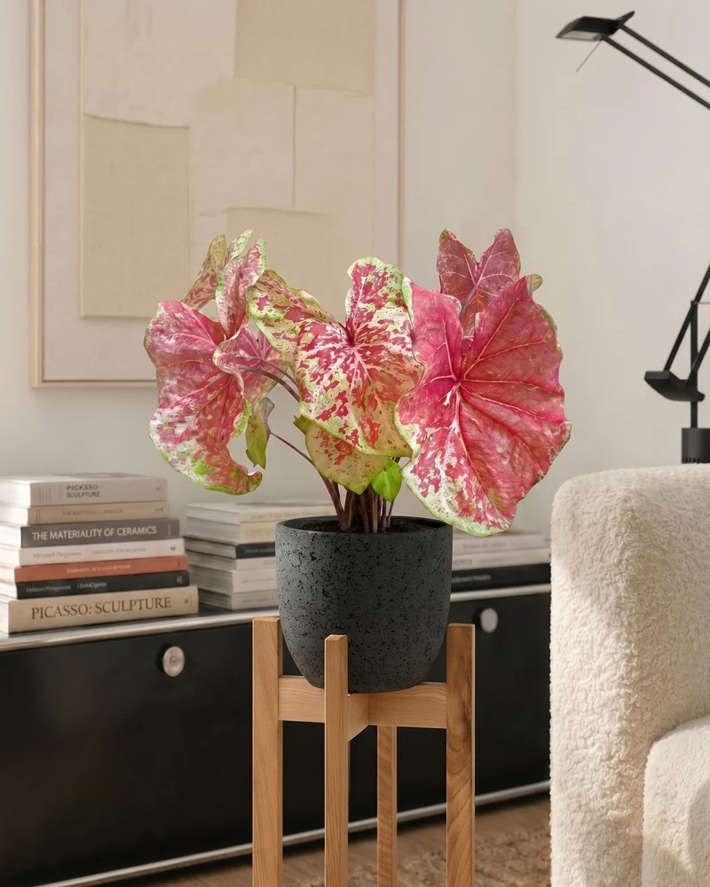 Caladium 'Raspberry Moon' - Image 2