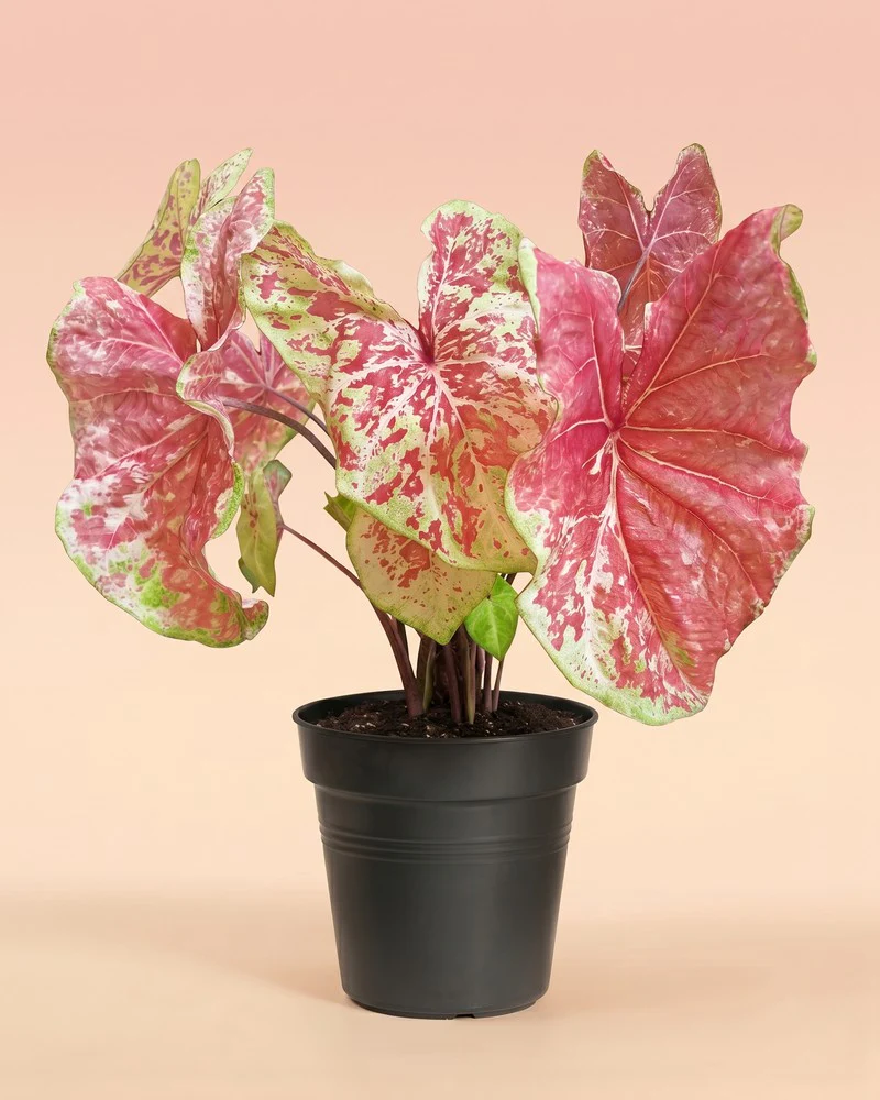 Caladium 'Raspberry Moon' - Image 3