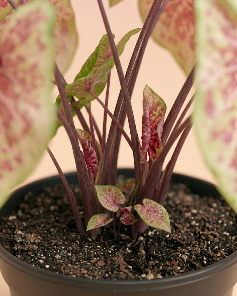 Caladium 'Raspberry Moon' - Image 4