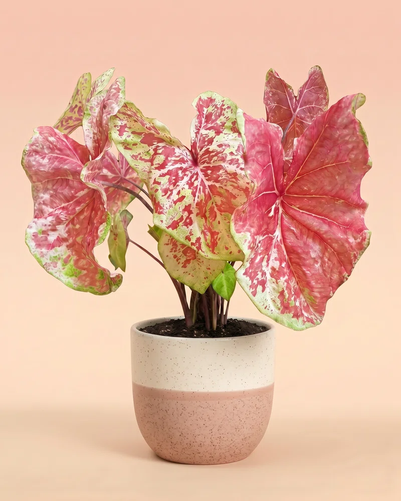 Caladium 'Raspberry Moon' - Image 5