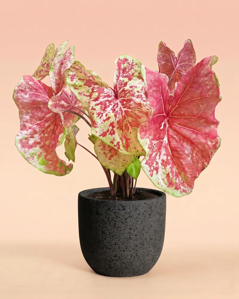 Caladium 'Raspberry Moon' - Image 6