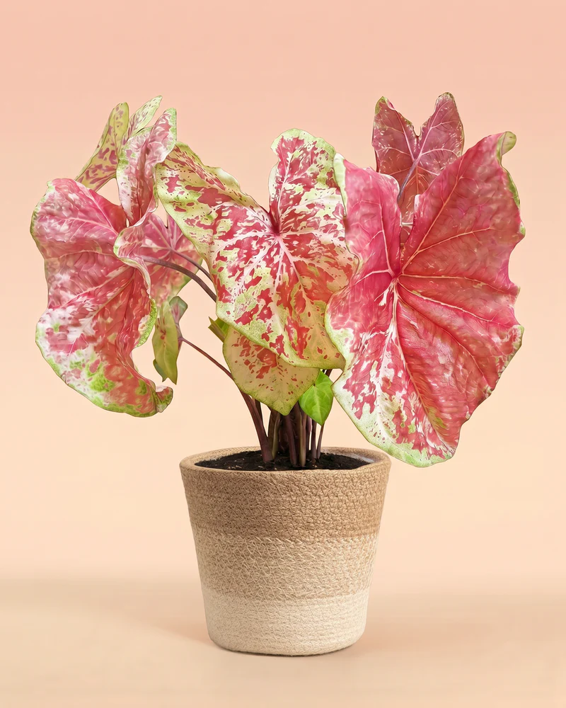 Caladium 'Raspberry Moon' - Image 7