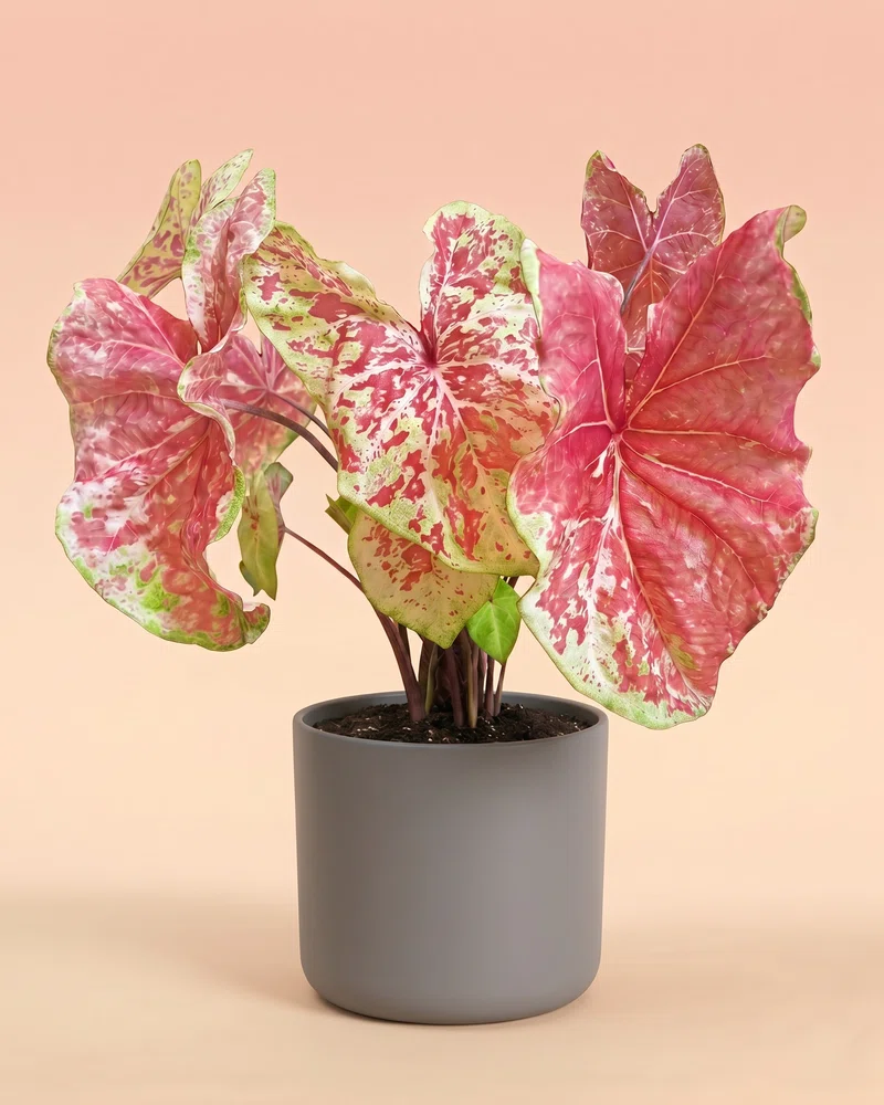 Caladium 'Raspberry Moon' - Image 8