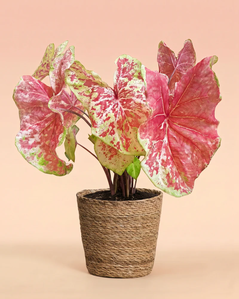 Caladium 'Raspberry Moon' - Image 9