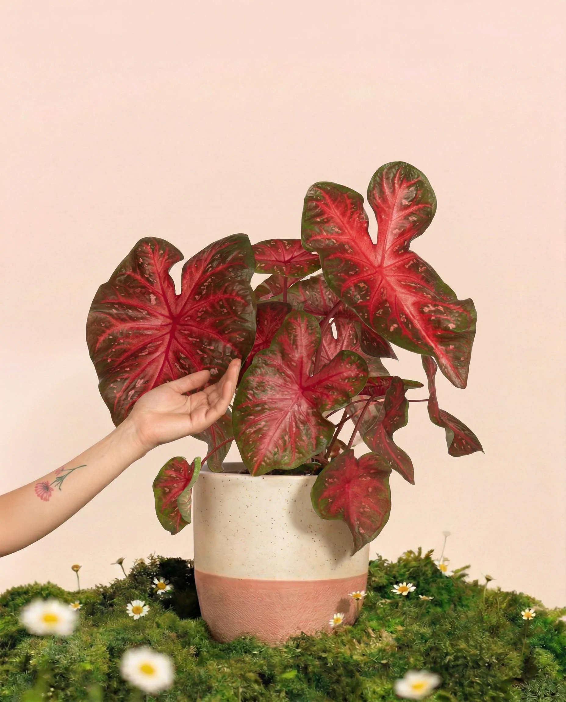 Caladium 'Red Flash'