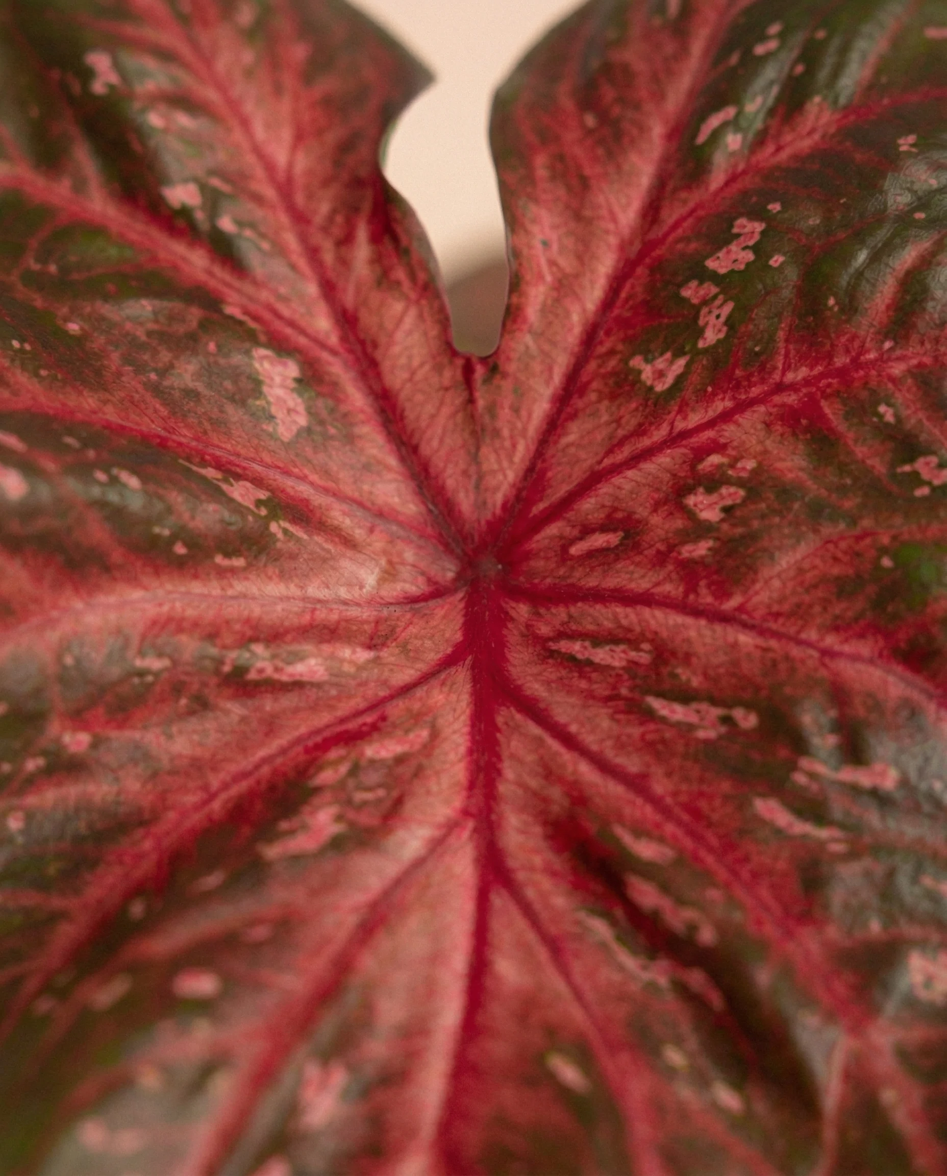 Caladium 'Red Flash' - Image 10