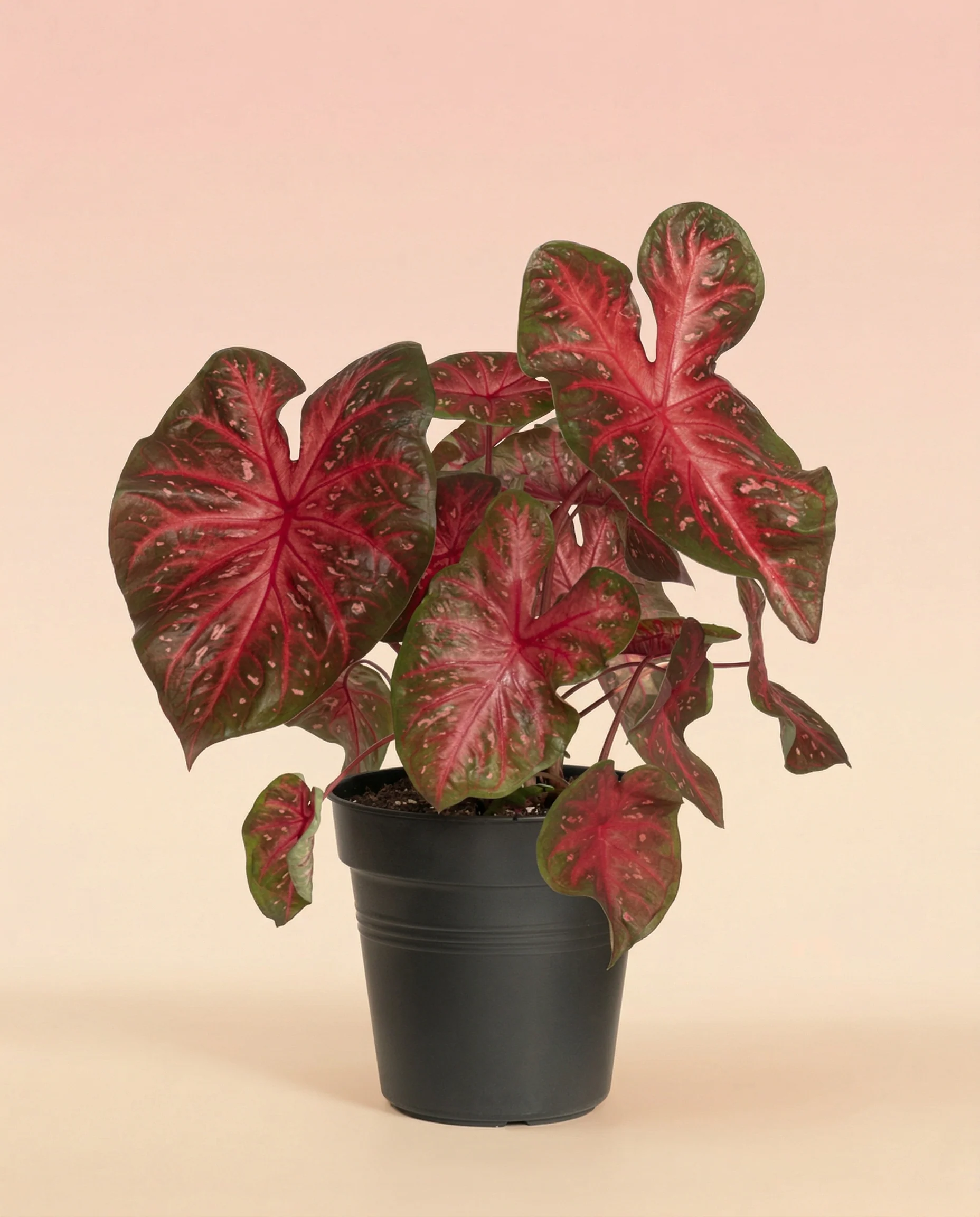 Caladium 'Red Flash' - Image 3