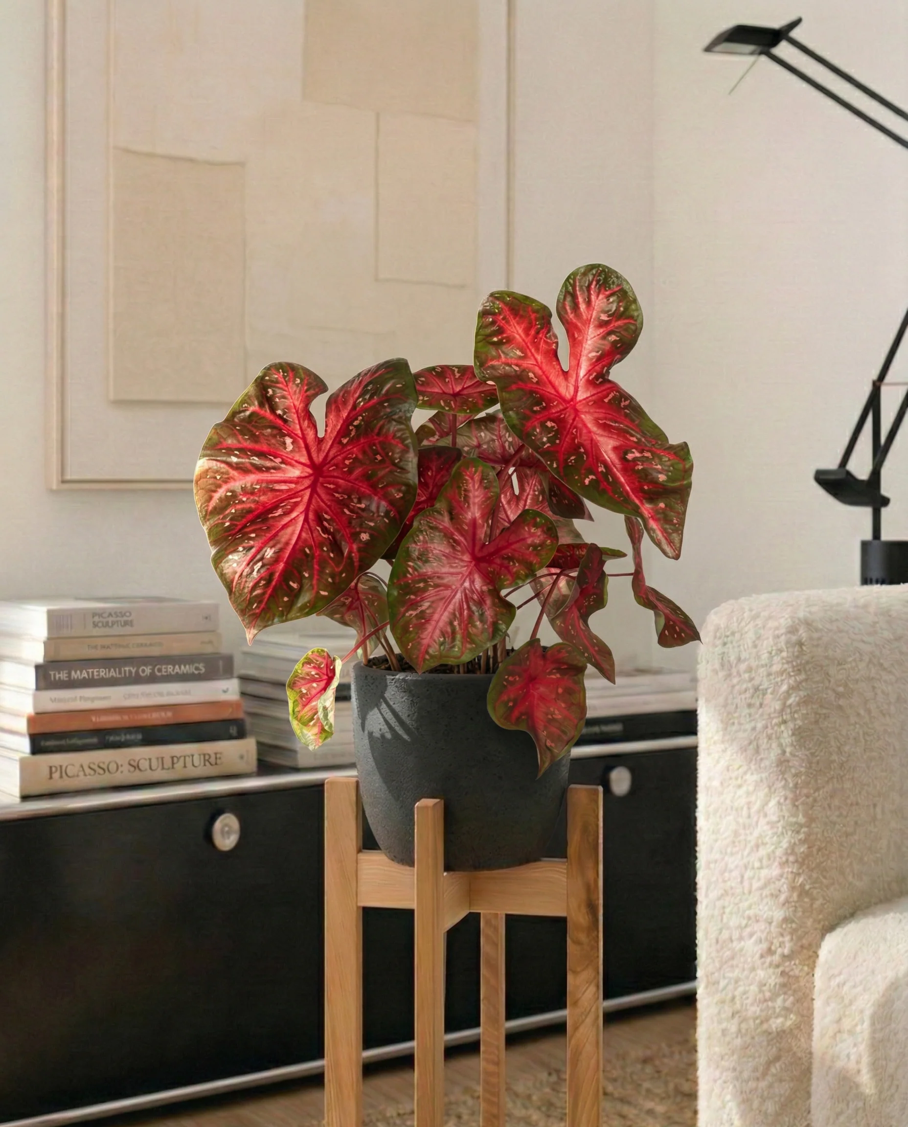 Caladium 'Red Flash' - Image 4