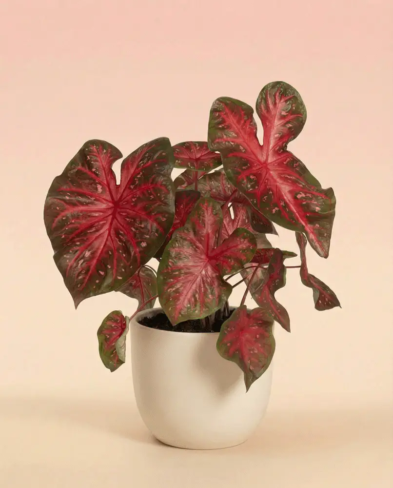 Caladium 'Red Flash' - Image 5
