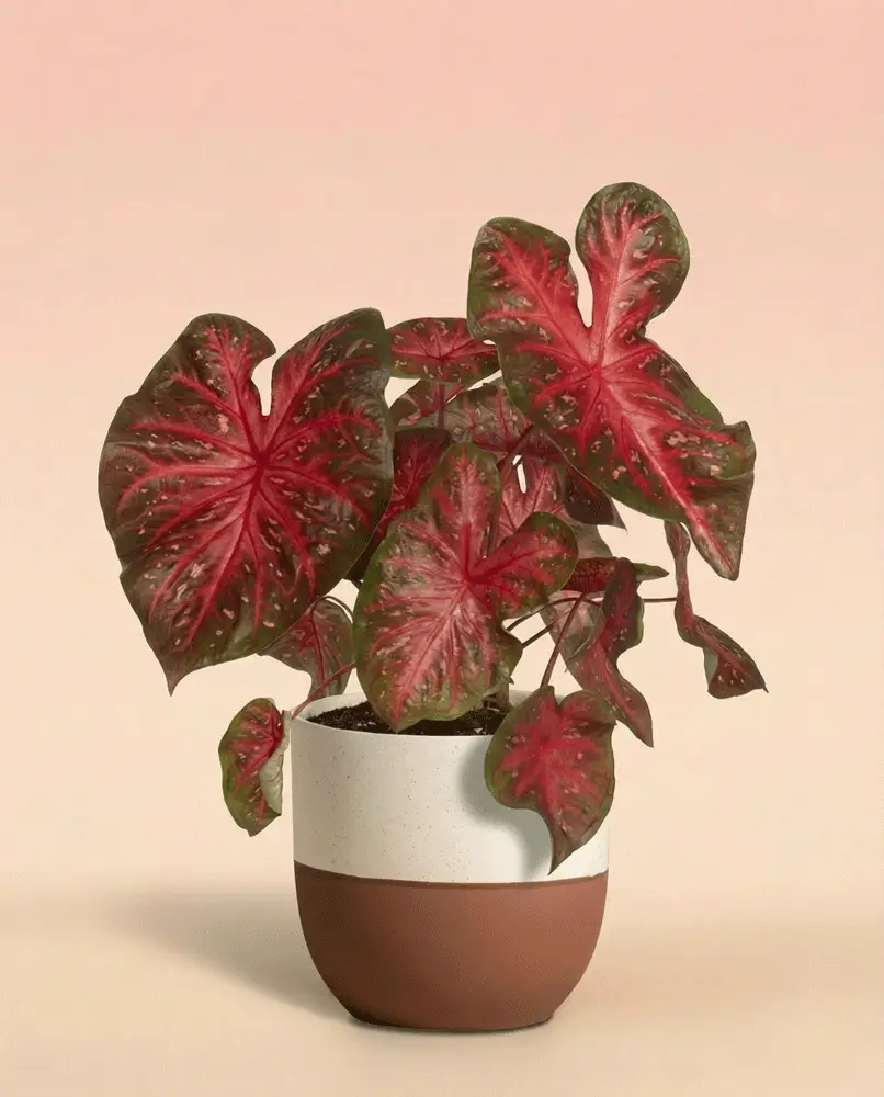 Caladium 'Red Flash' - Image 6