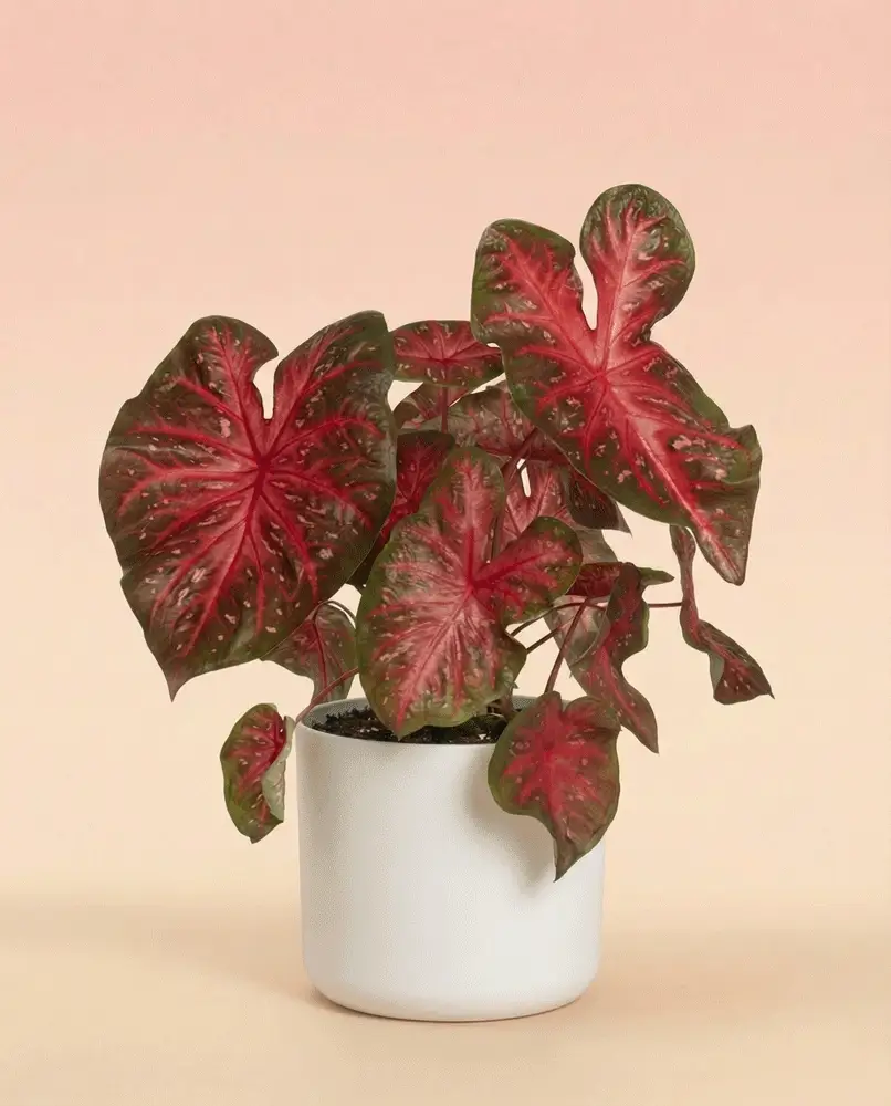 Caladium 'Red Flash' - Image 7