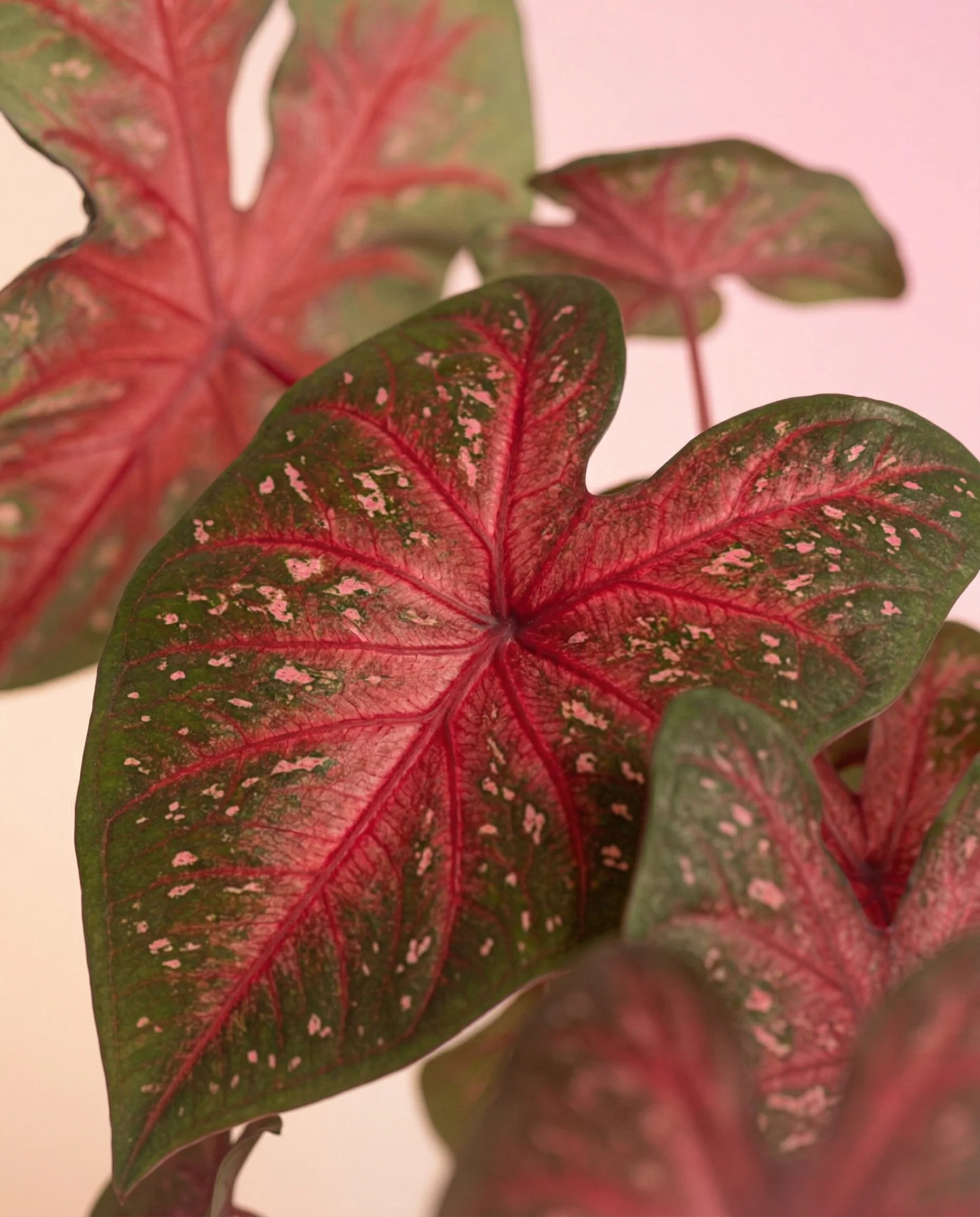 Caladium 'Red Flash' - Image 8