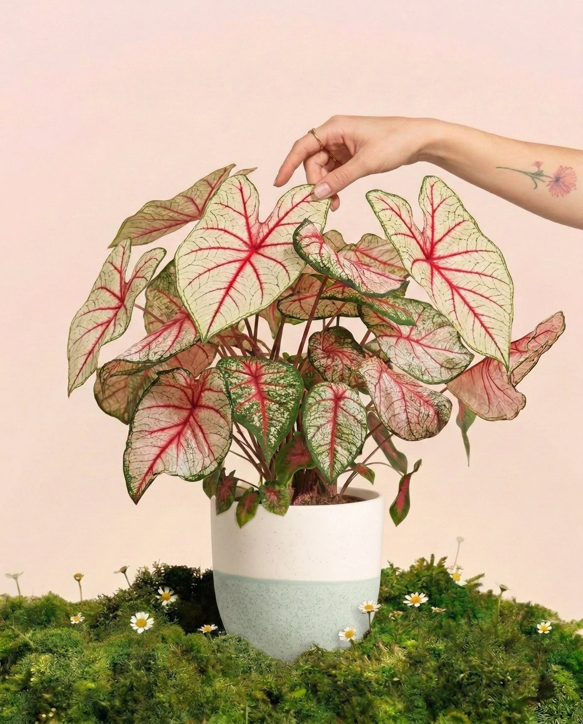 Caladium 'Rhapsody'