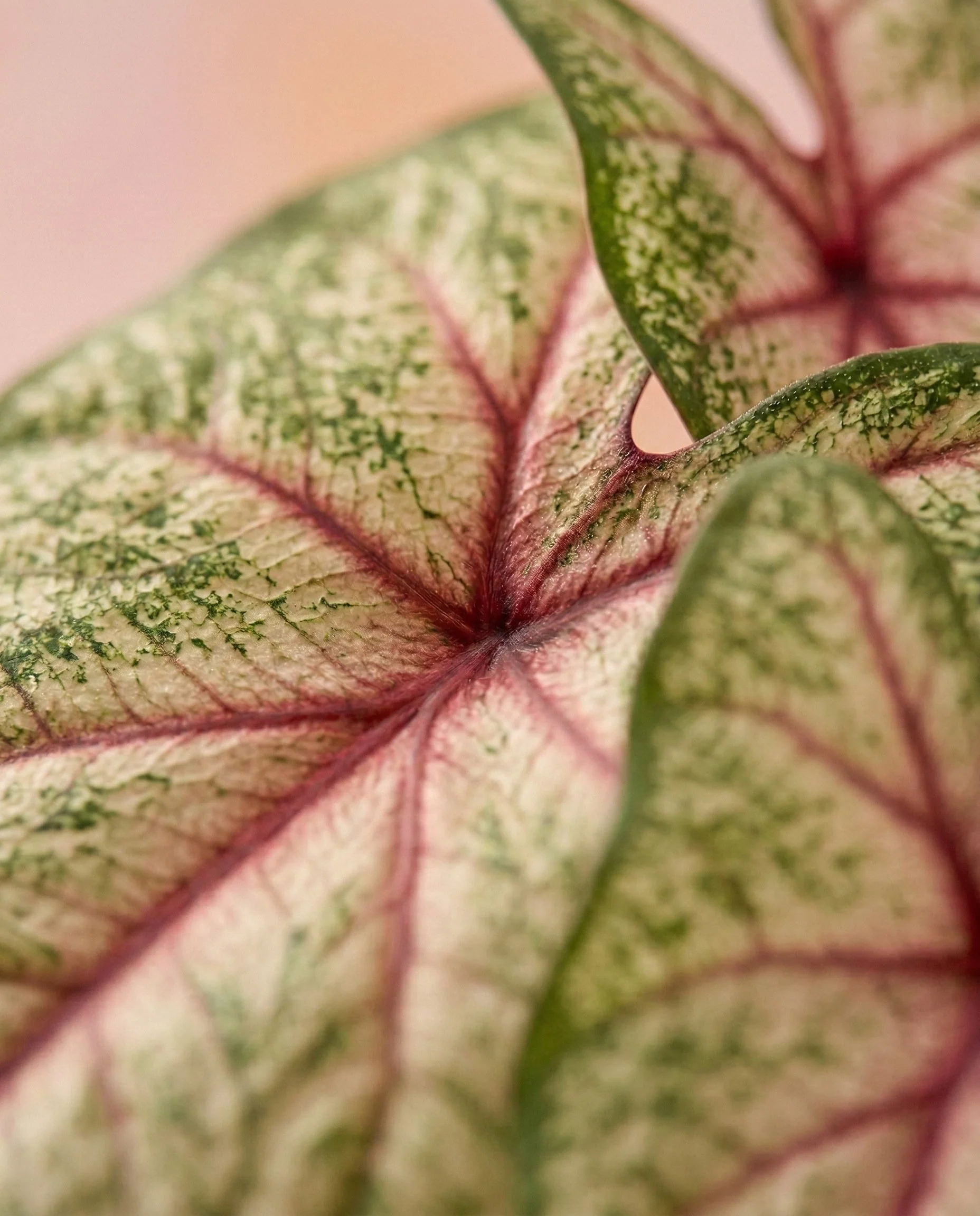 Caladium 'Rhapsody' - Image 10