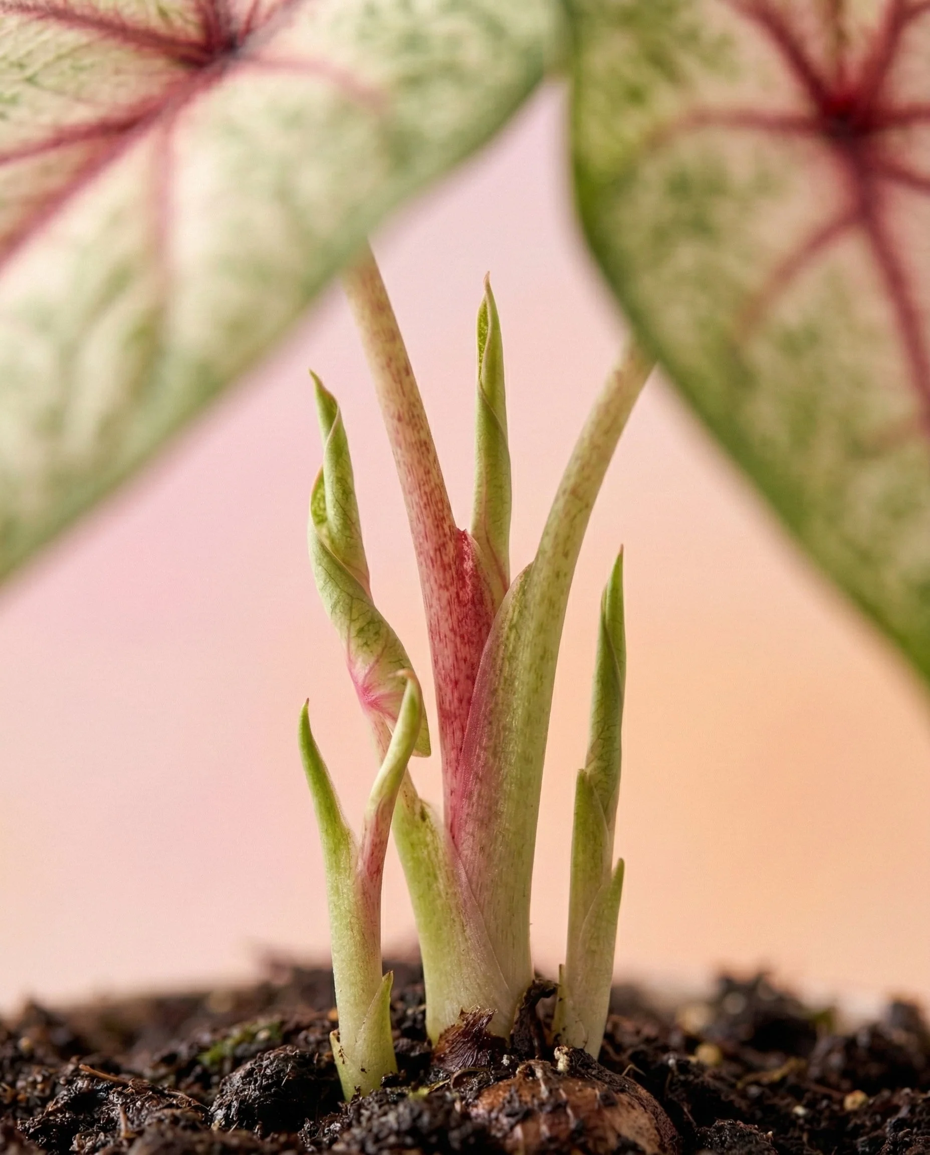 Caladium 'Rhapsody' - Image 11