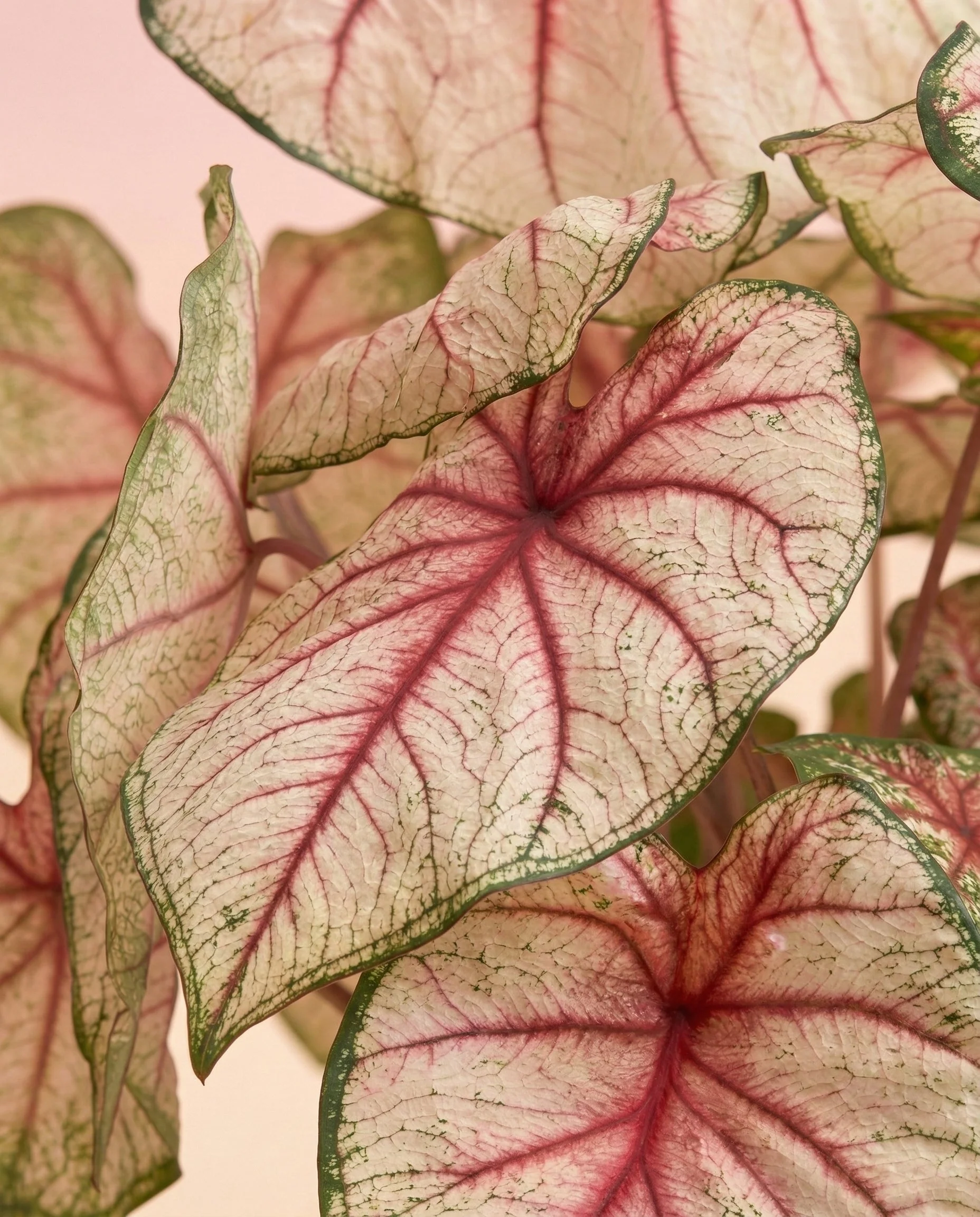 Caladium 'Rhapsody' - Image 2
