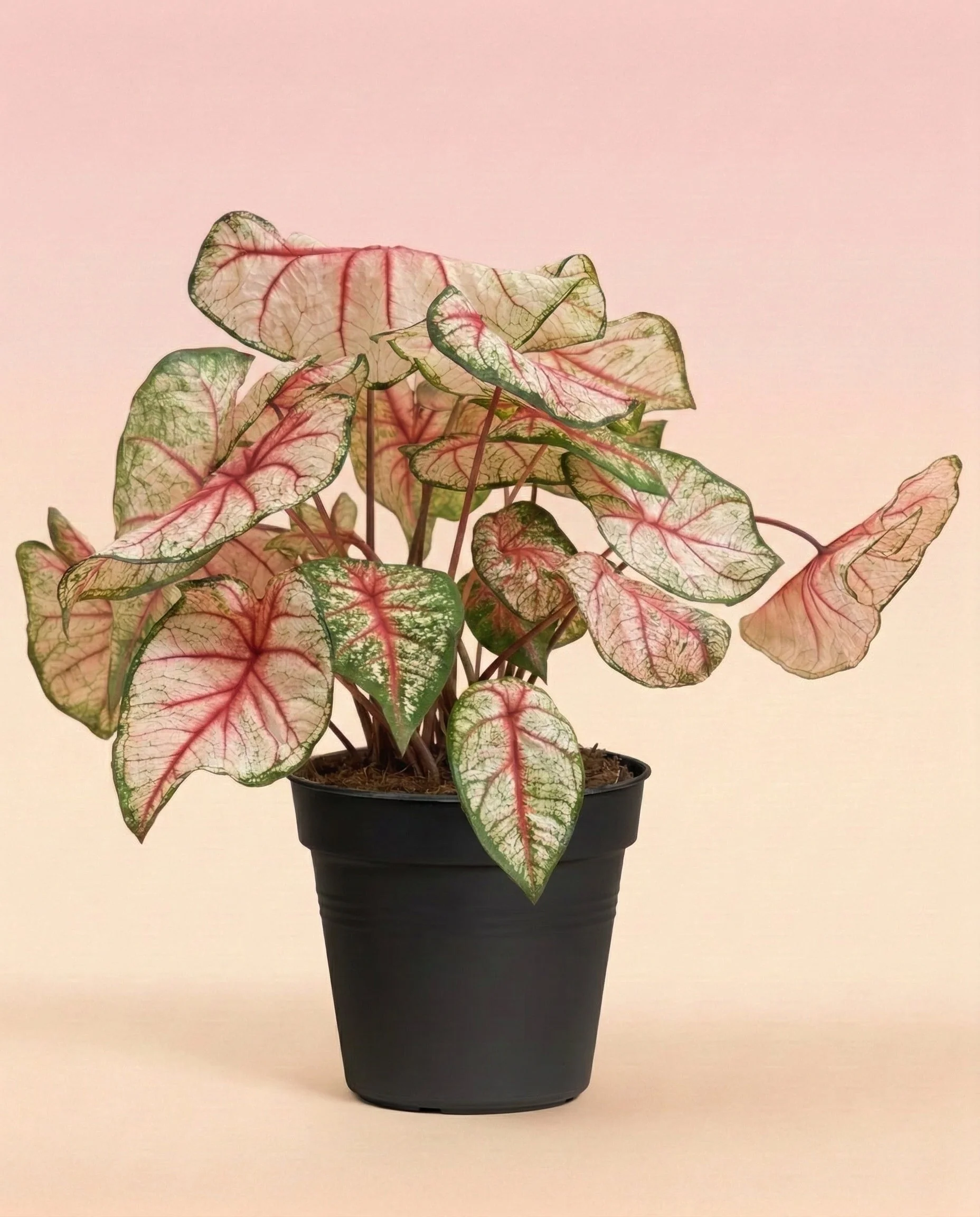 Caladium 'Rhapsody' - Image 3