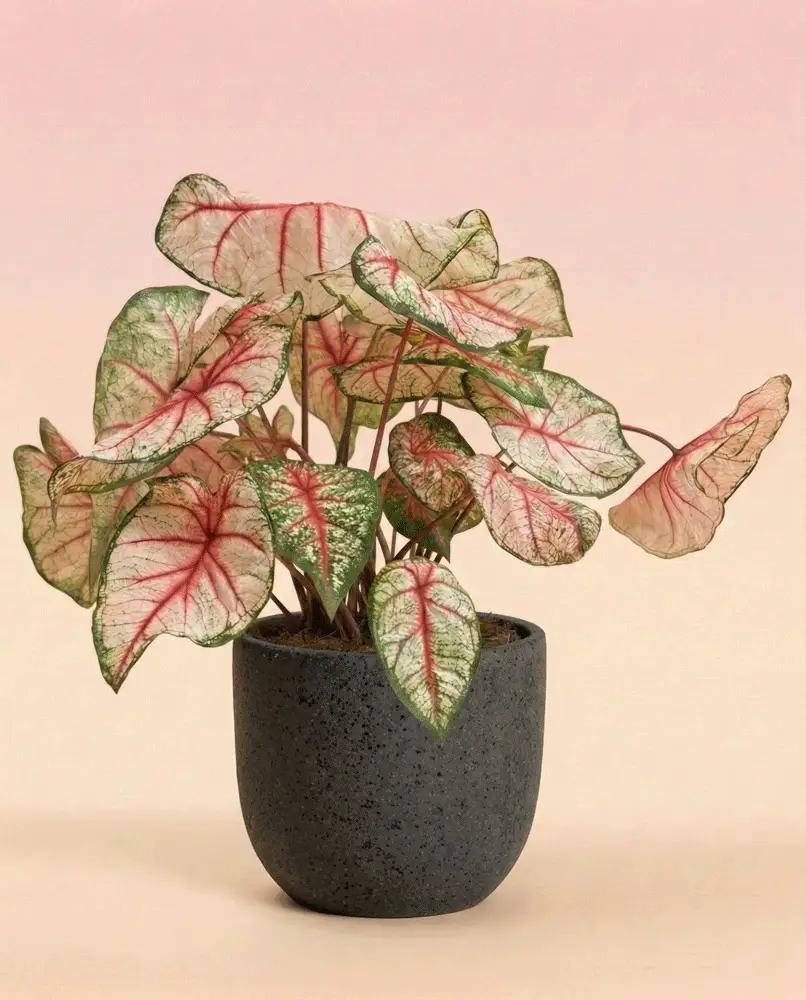 Caladium 'Rhapsody' - Image 5