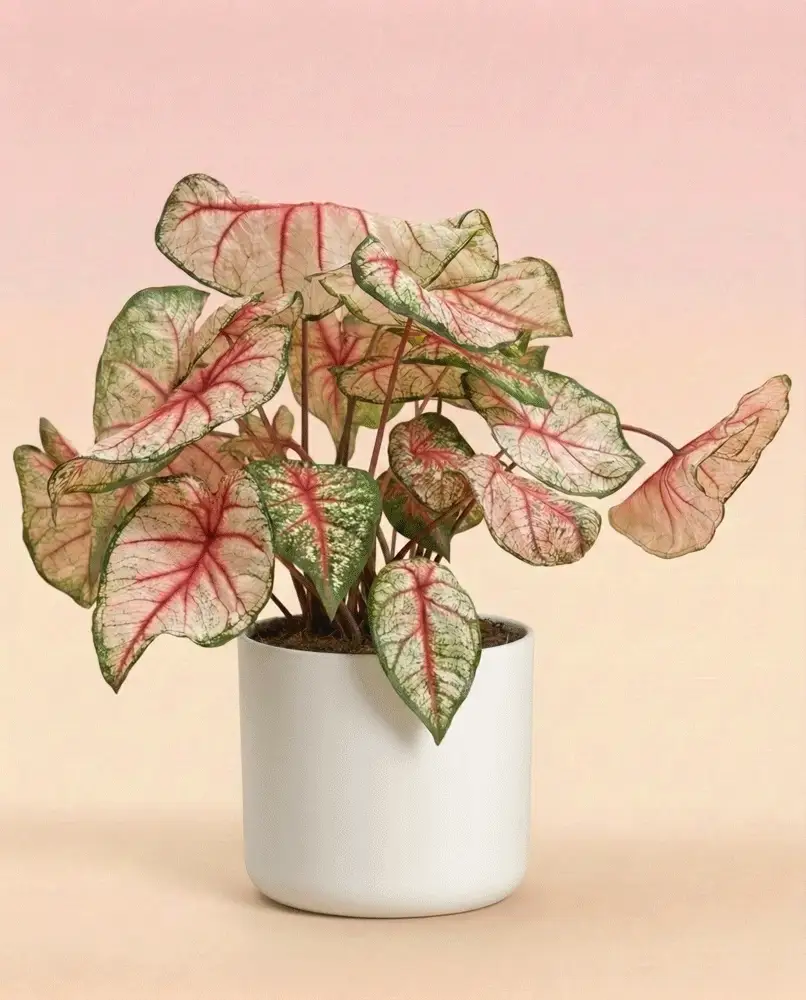 Caladium 'Rhapsody' - Image 6