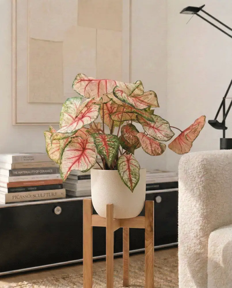 Caladium 'Rhapsody' - Image 7