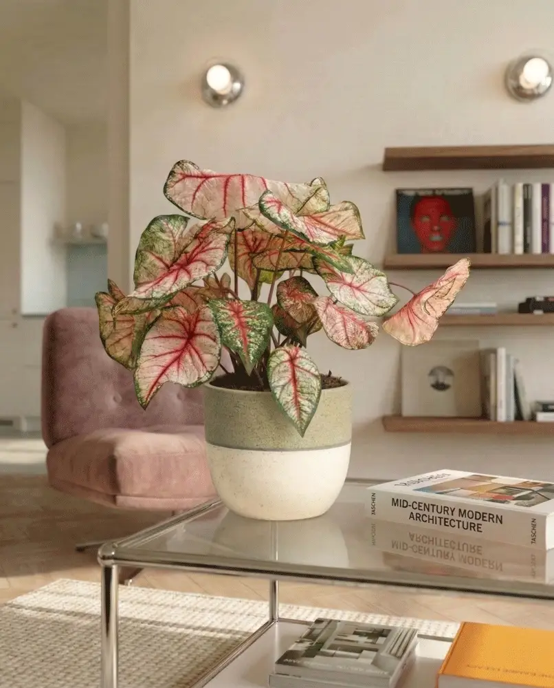 Caladium 'Rhapsody' - Image 8