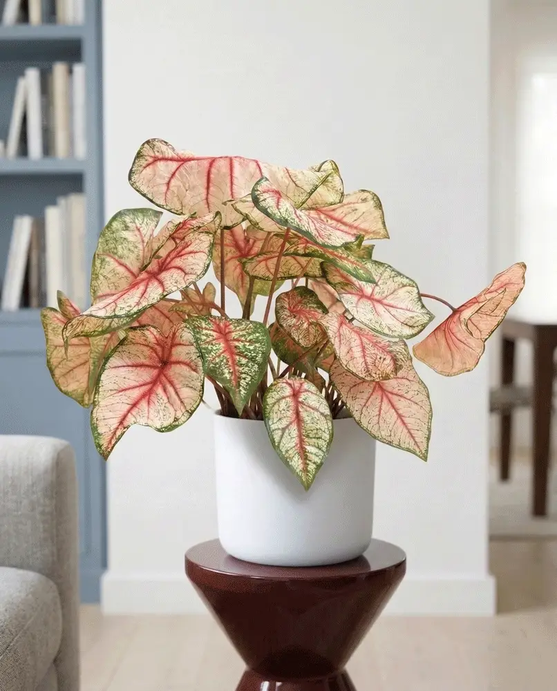 Caladium 'Rhapsody' - Image 9