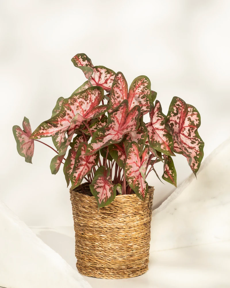 Caladium 'Roze' - Image 10