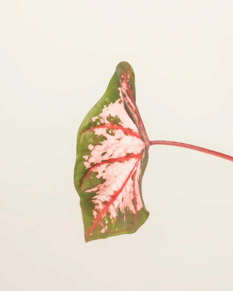 Caladium 'Roze' - Image 11
