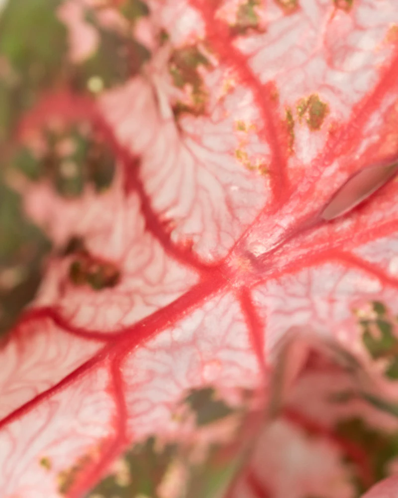 Caladium 'Roze' - Image 12