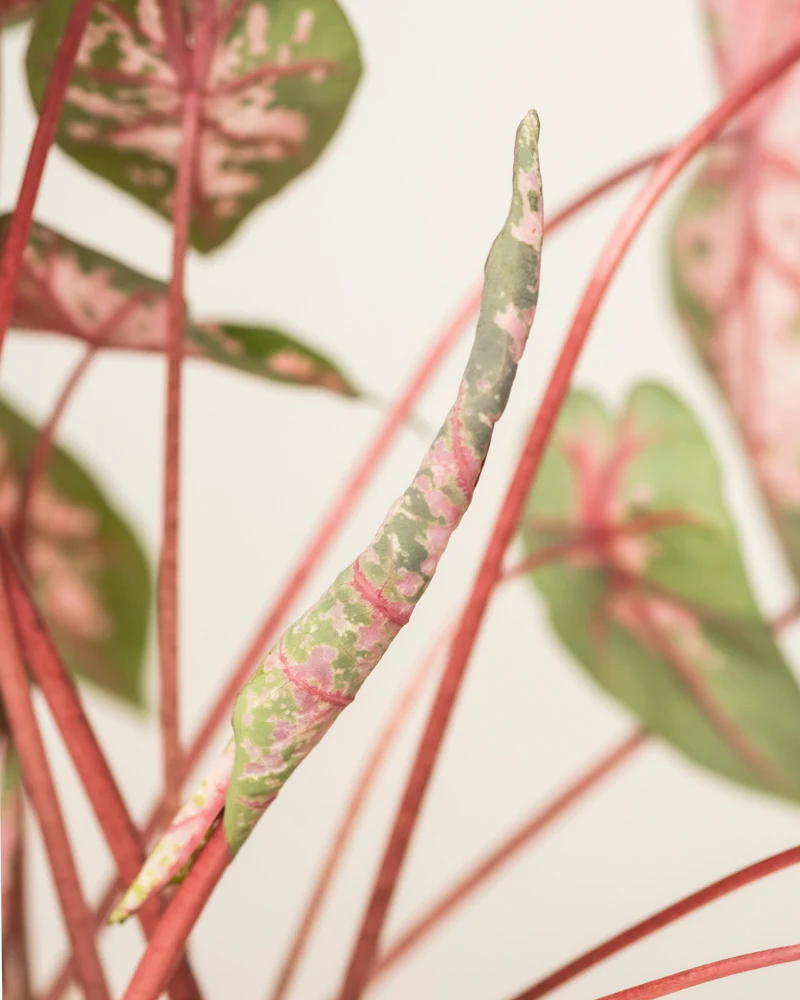 Caladium 'Roze' - Image 13