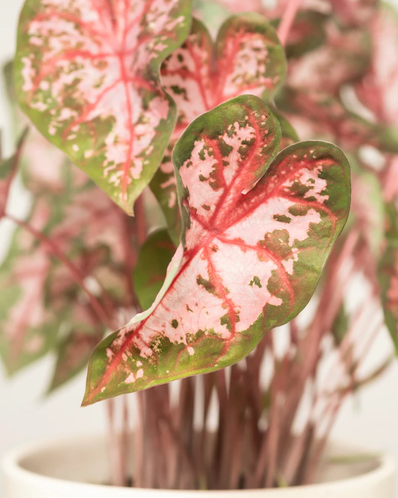 Caladium 'Roze' - Image 14